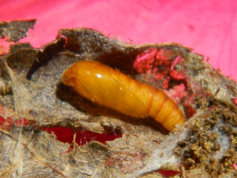 Anacampsis populella - Gelechiidae
